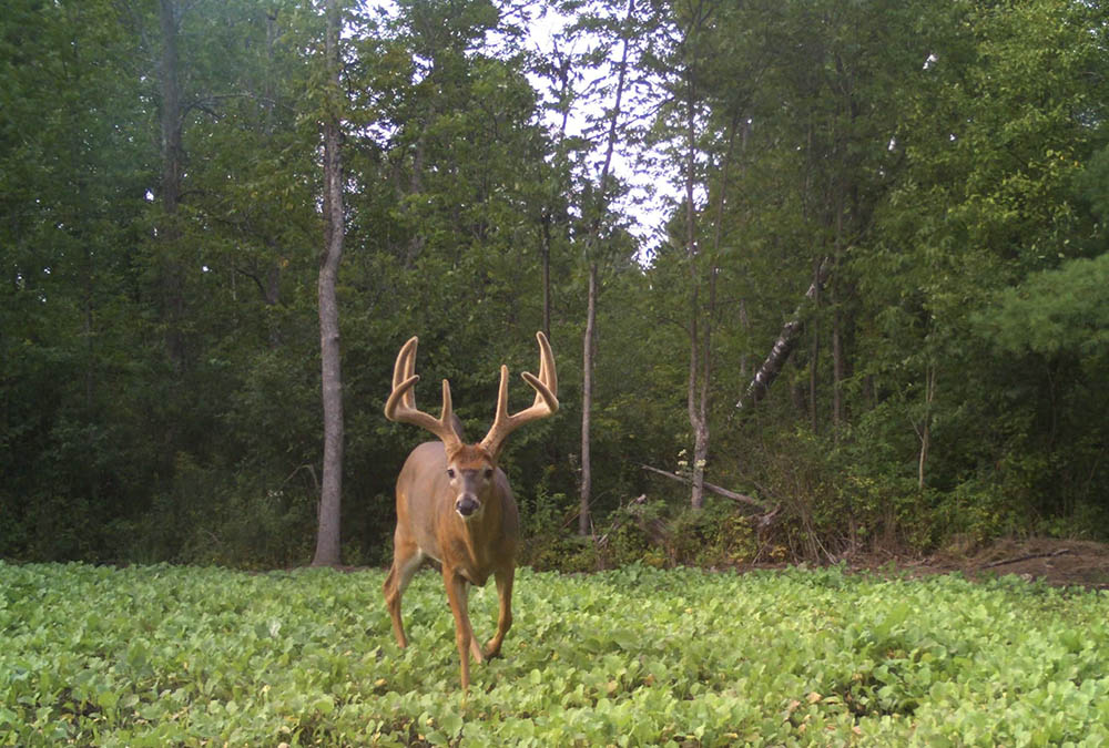 Trail Camera Picture of a Deer