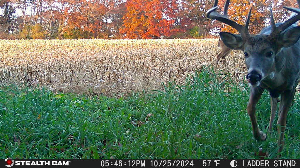 whitetail hunting property development services in eau claire wi